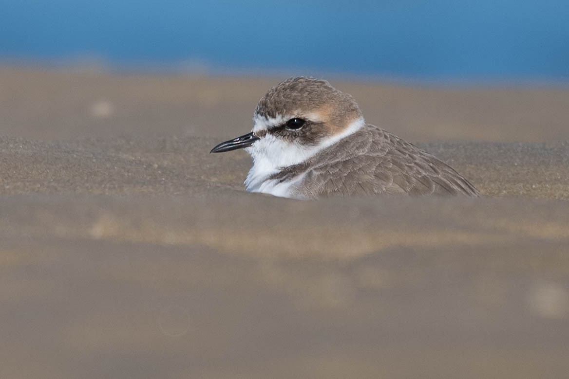 Kentish Plover - Terence Alexander