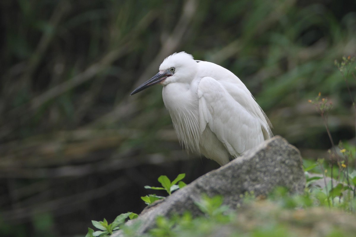 Little Egret - ML256099571