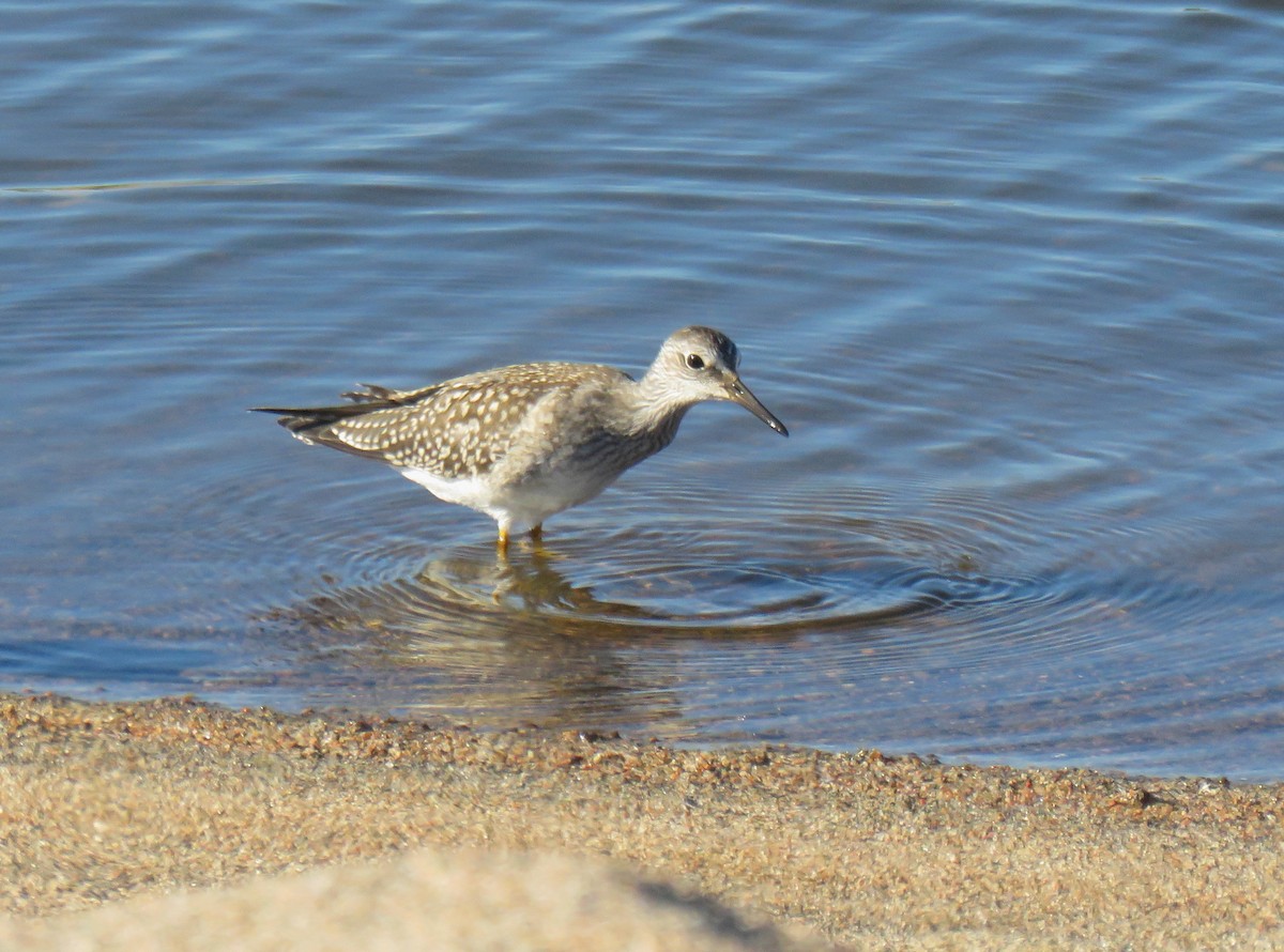 Lesser Yellowlegs - ML256100531