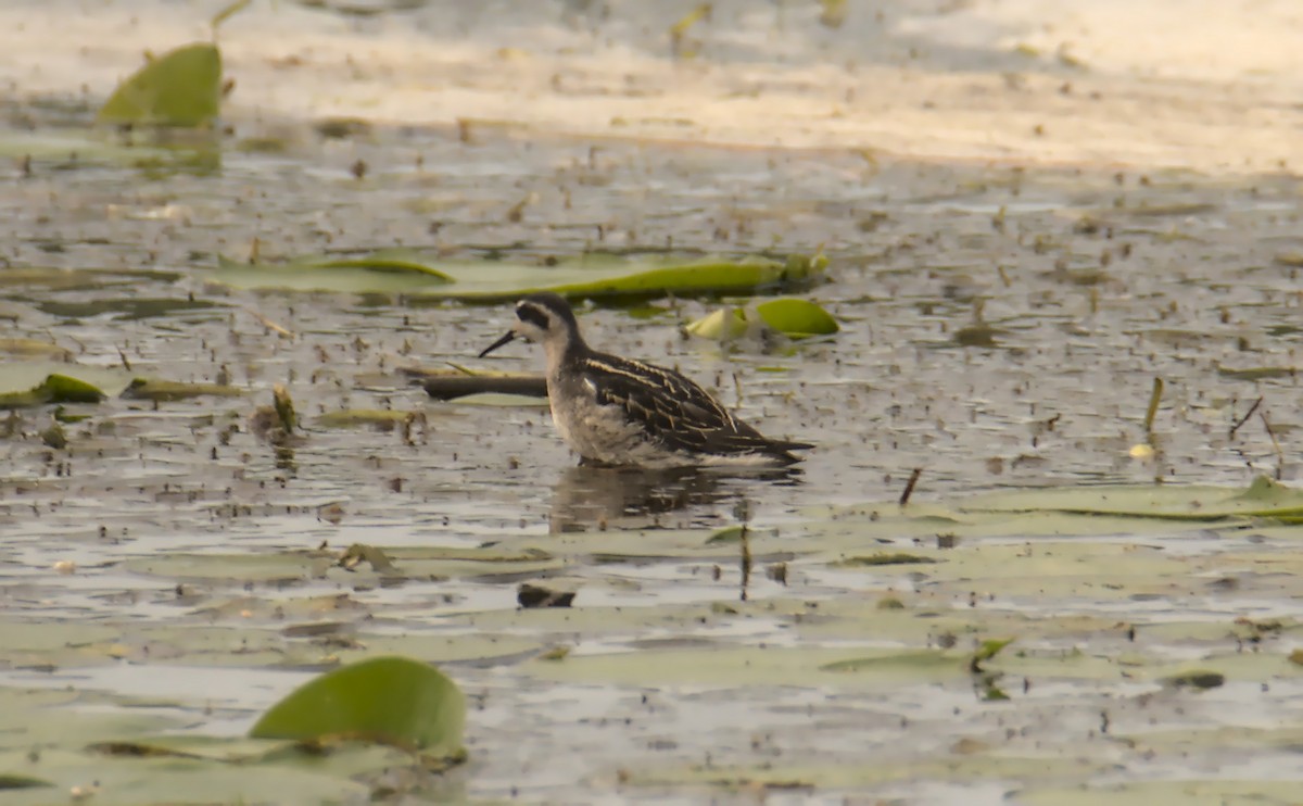 Red-necked Phalarope - ML256100751