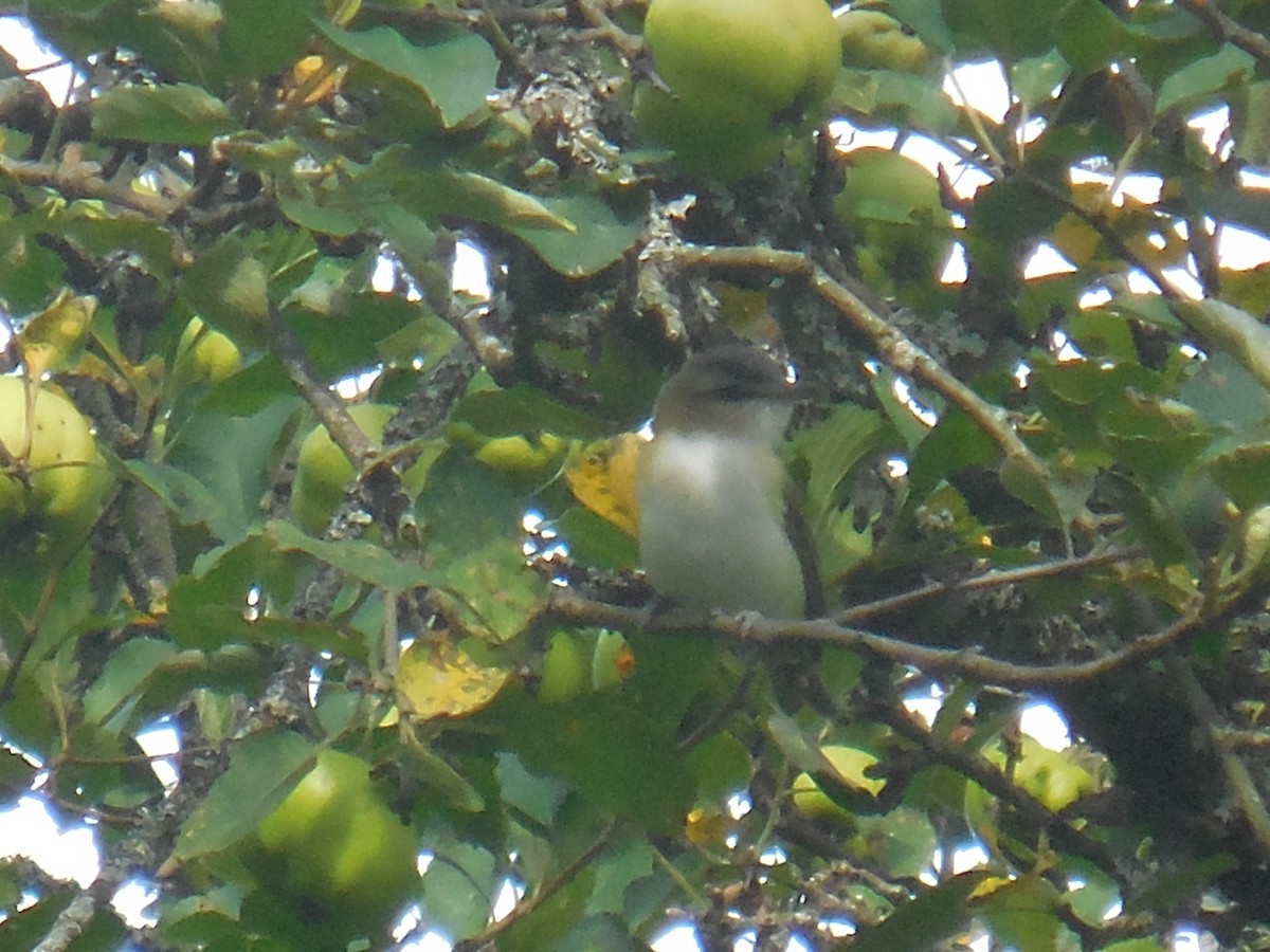 Red-eyed Vireo - ML256101401