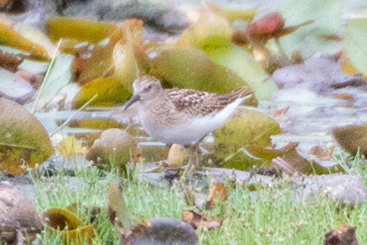 Least Sandpiper - ML256101741