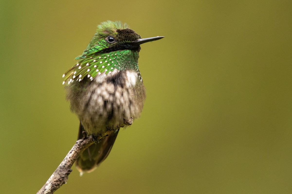 Festive Coquette - Sergio Porto