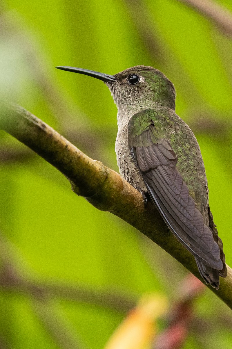 Colibri vert et gris - ML256101981