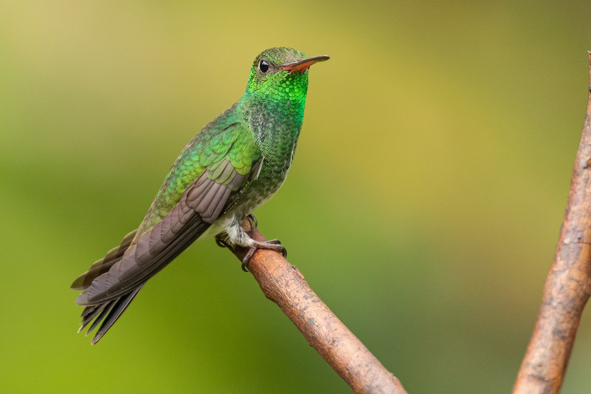 Glittering-throated Emerald - ML256102031