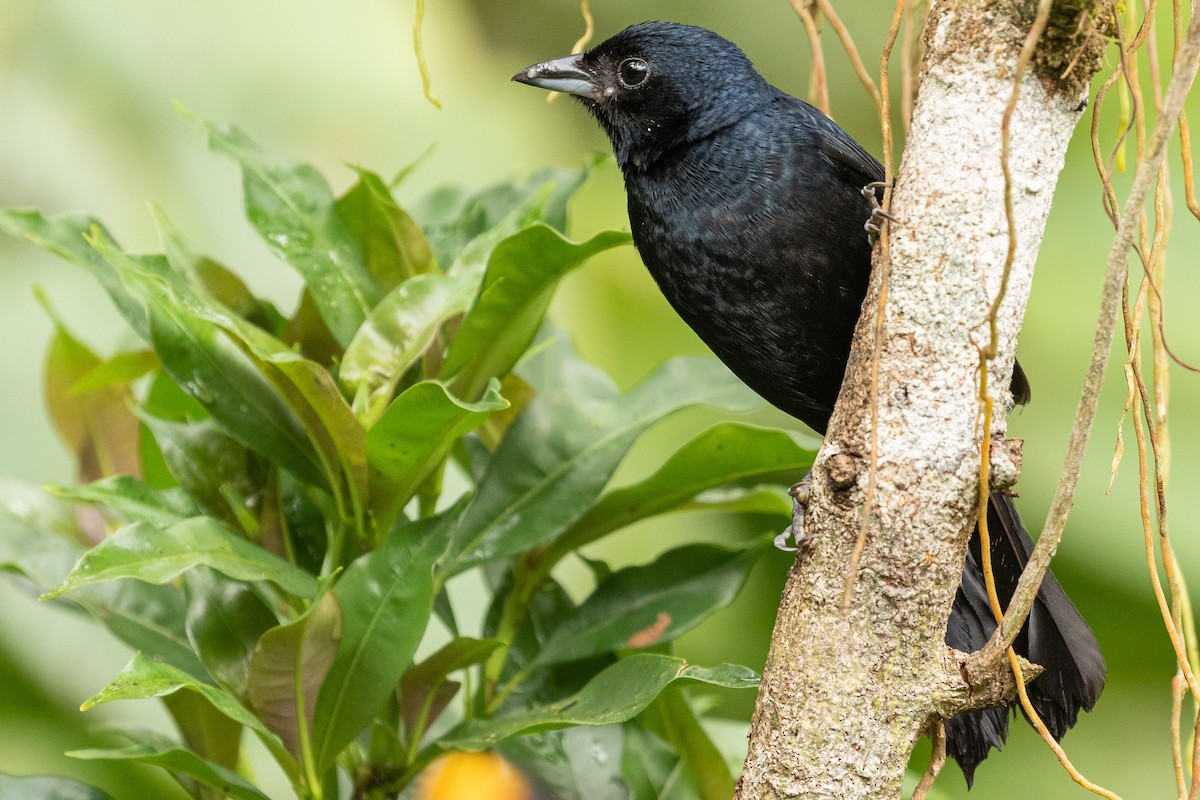 Ruby-crowned Tanager - ML256102291