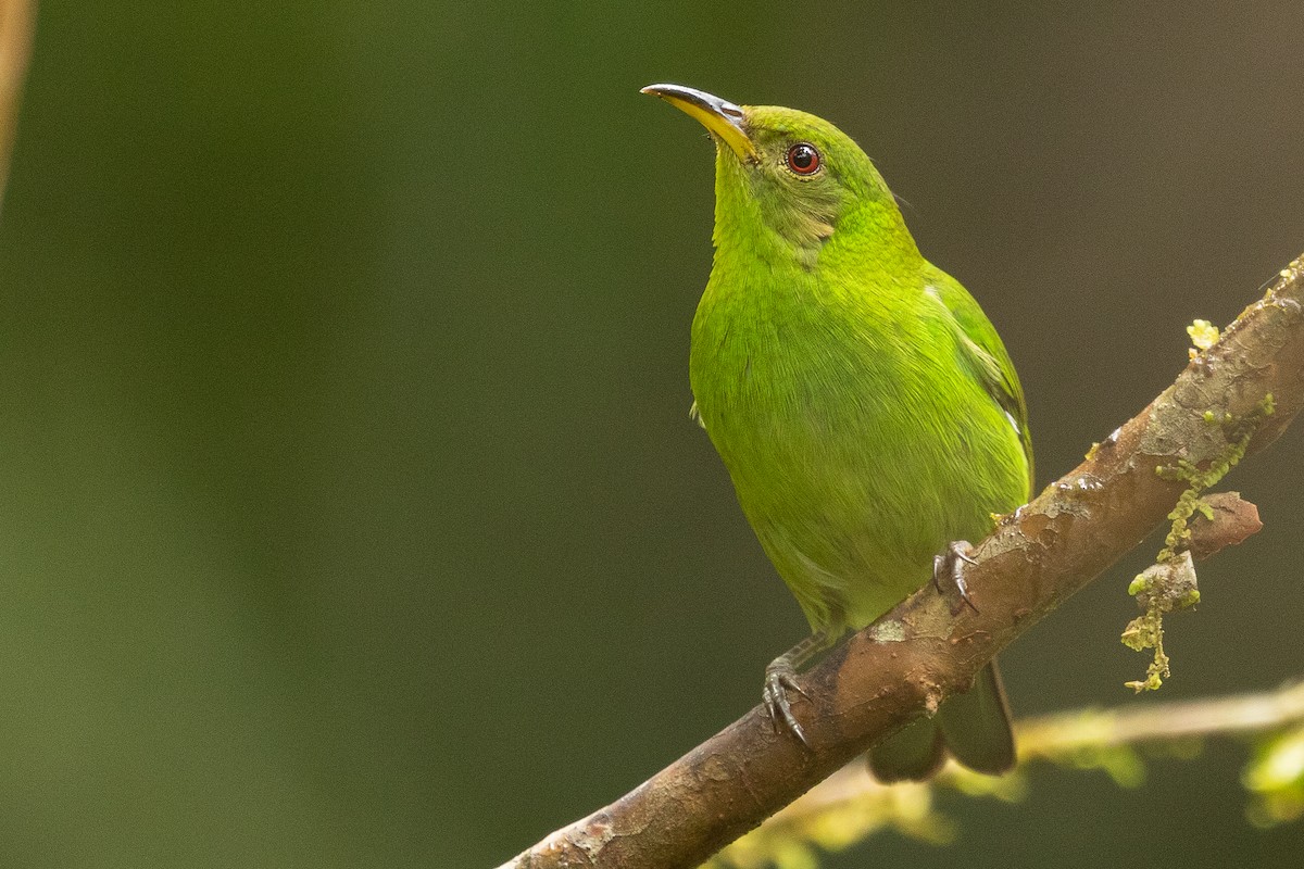 Green Honeycreeper - Sergio Porto