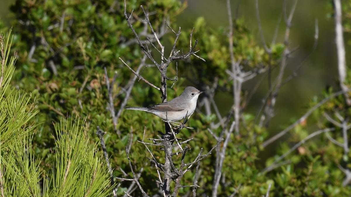 Eastern Subalpine Warbler - ML256102881