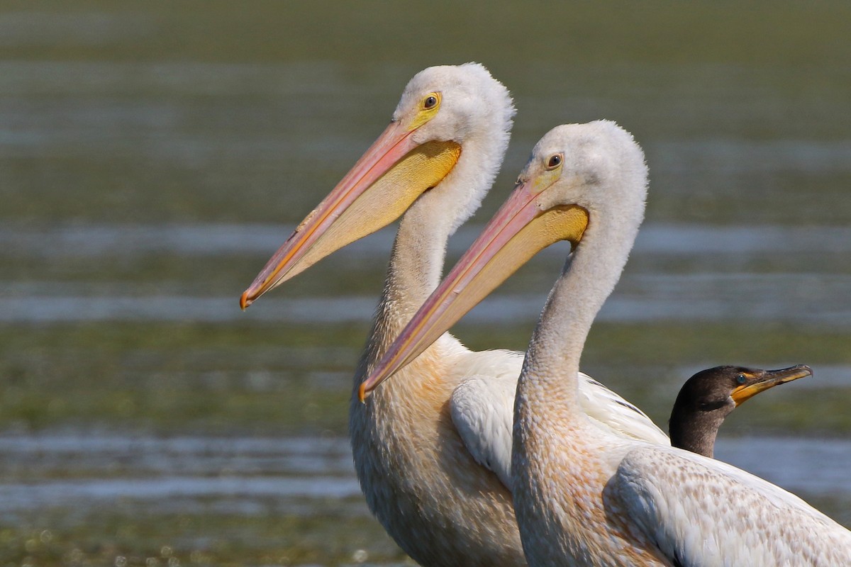 pelikán severoamerický - ML256103451