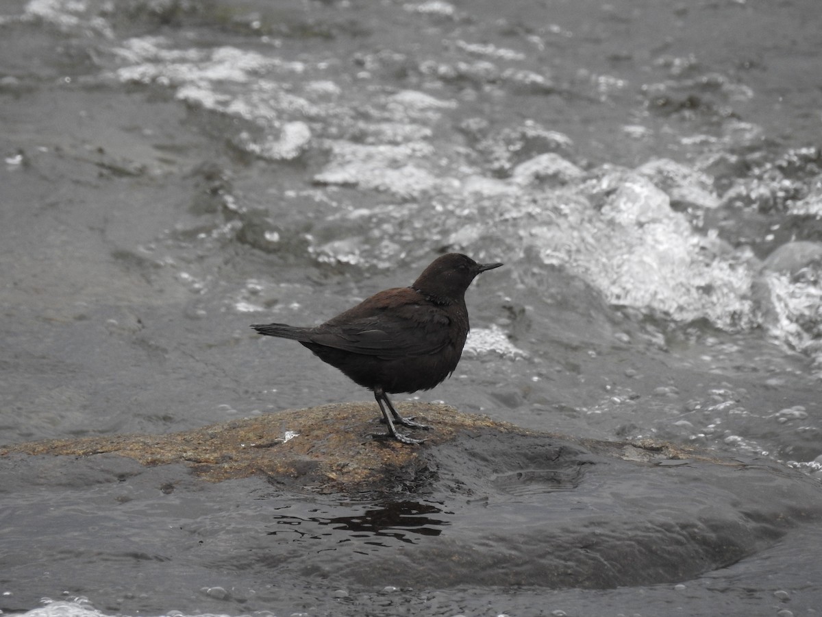 Brown Dipper - ML256103901