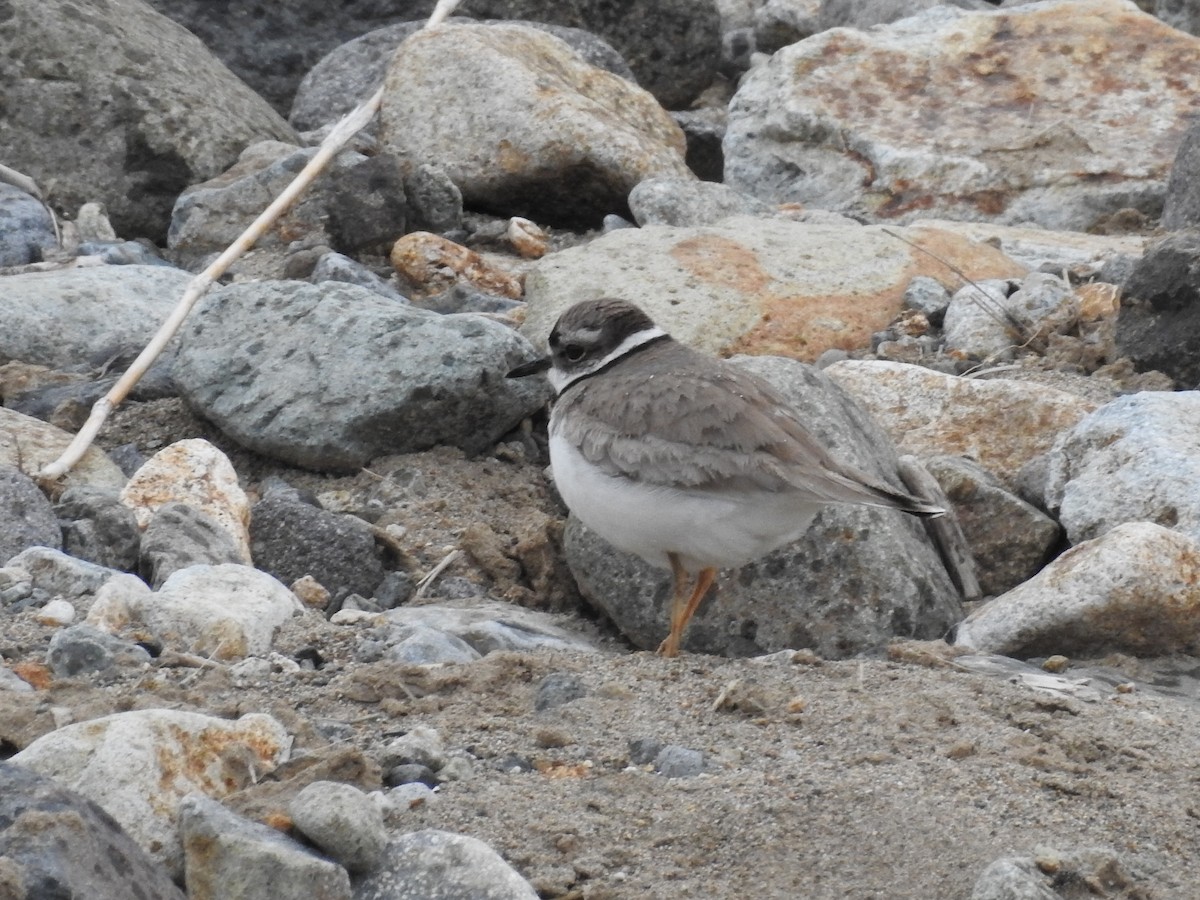 Long-billed Plover - ML256103921