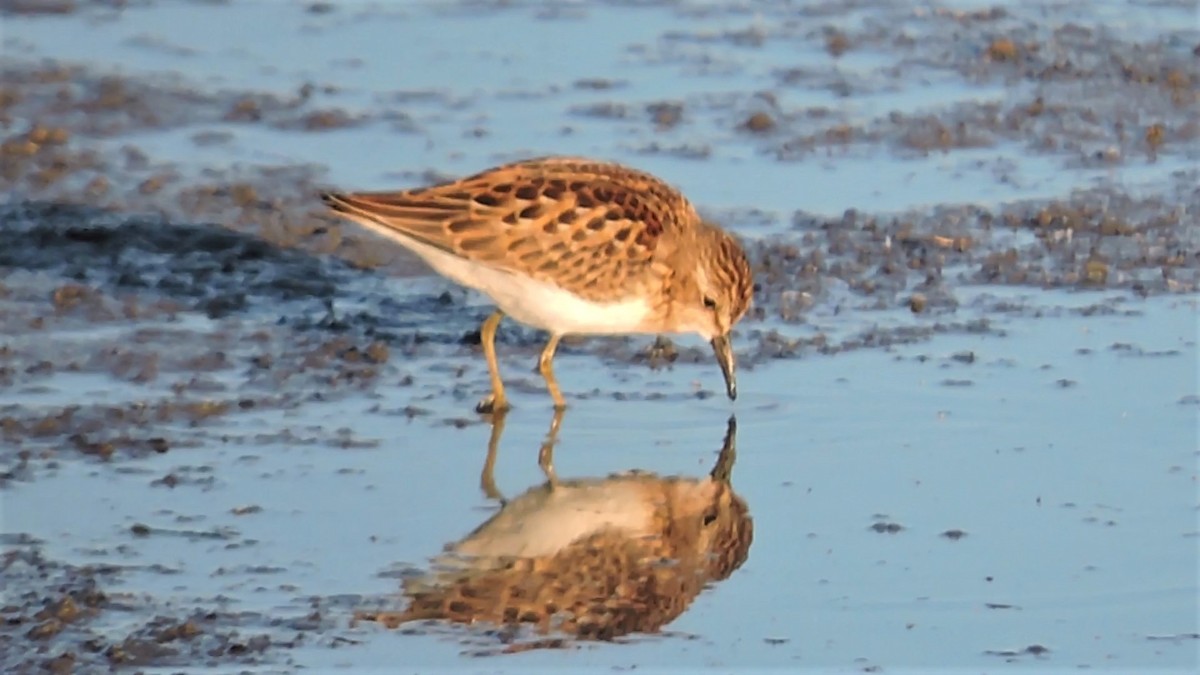 Least Sandpiper - Daniel Casey