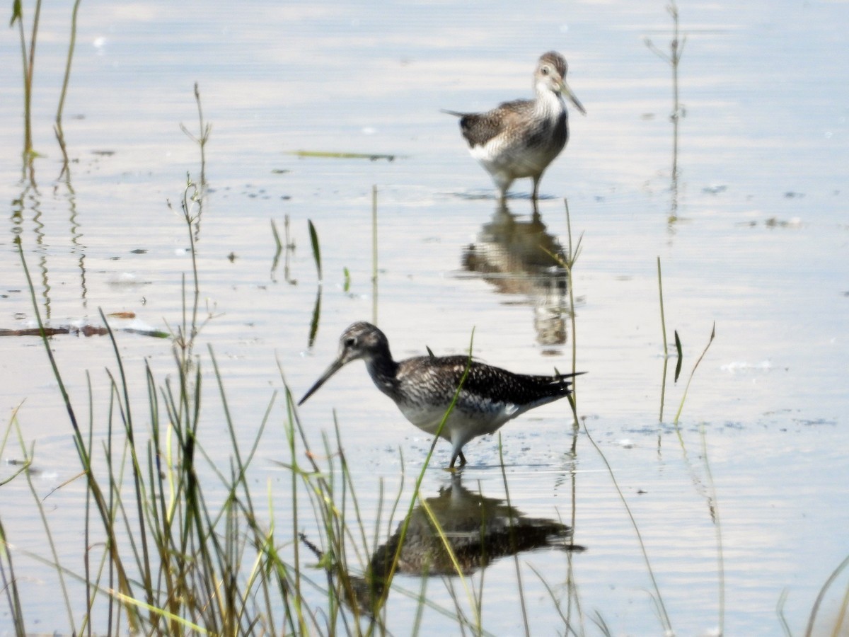 Greater Yellowlegs - ML256105591