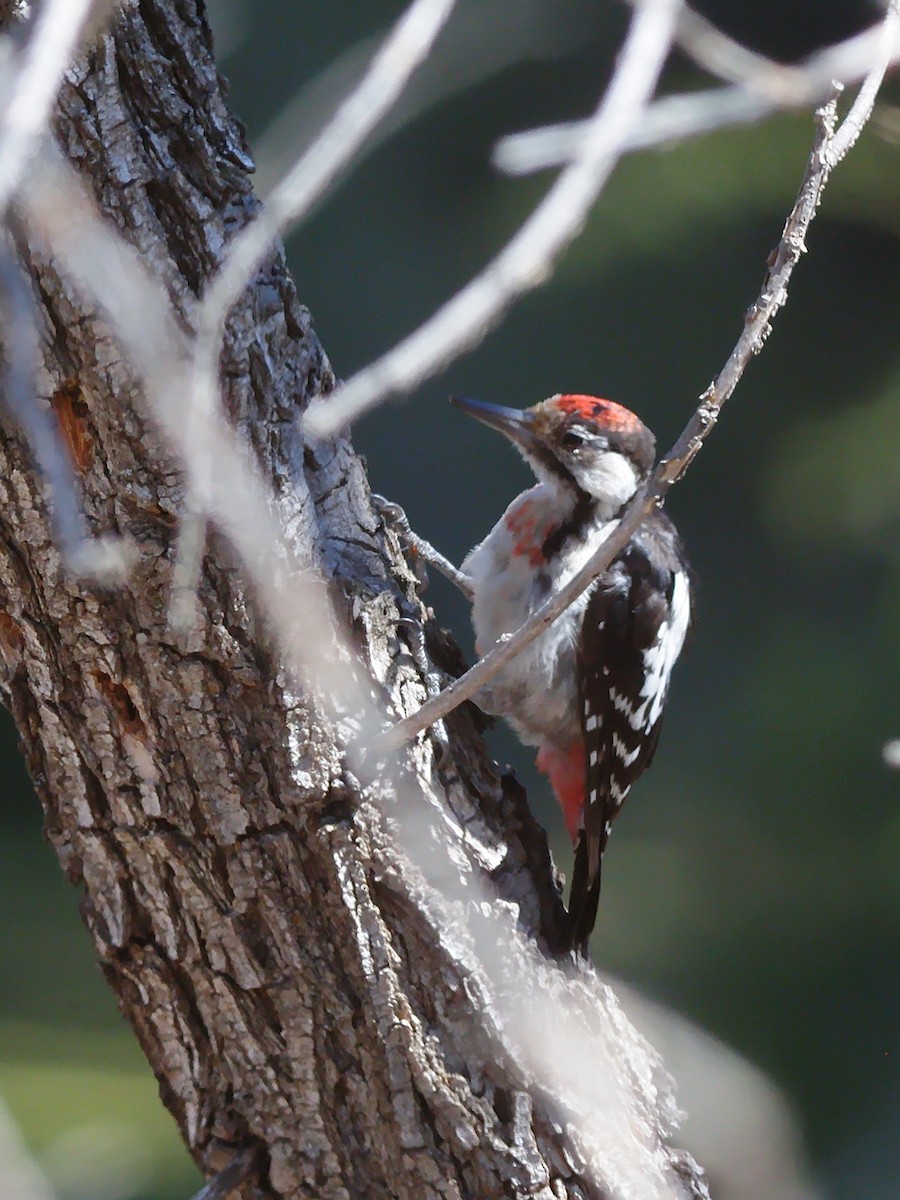 Syrian Woodpecker - Özgür GÜL