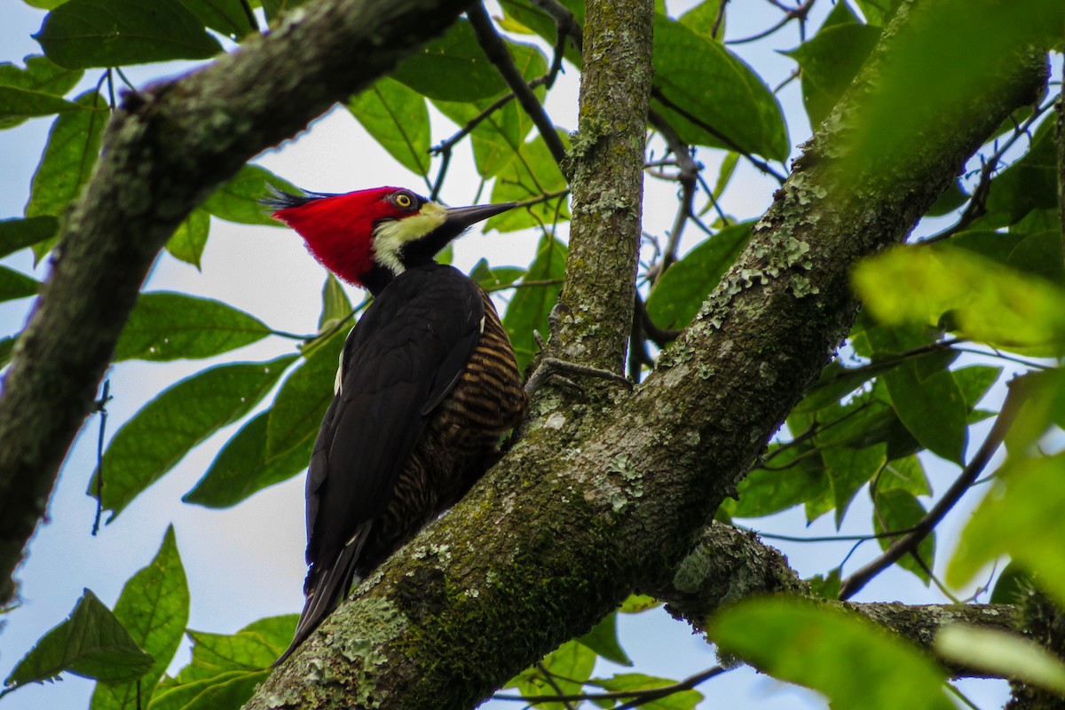 Crimson-crested Woodpecker - ML256106691