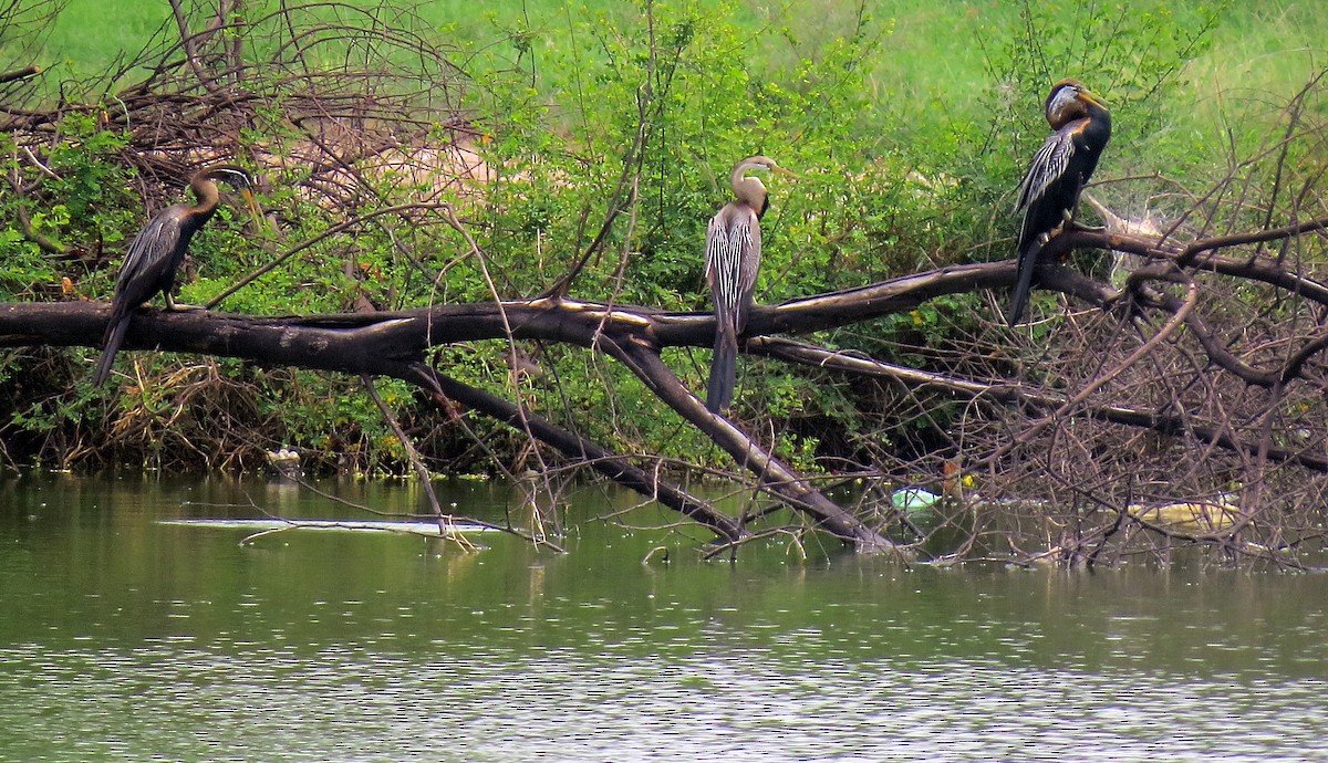 Oriental Darter - ML256106721