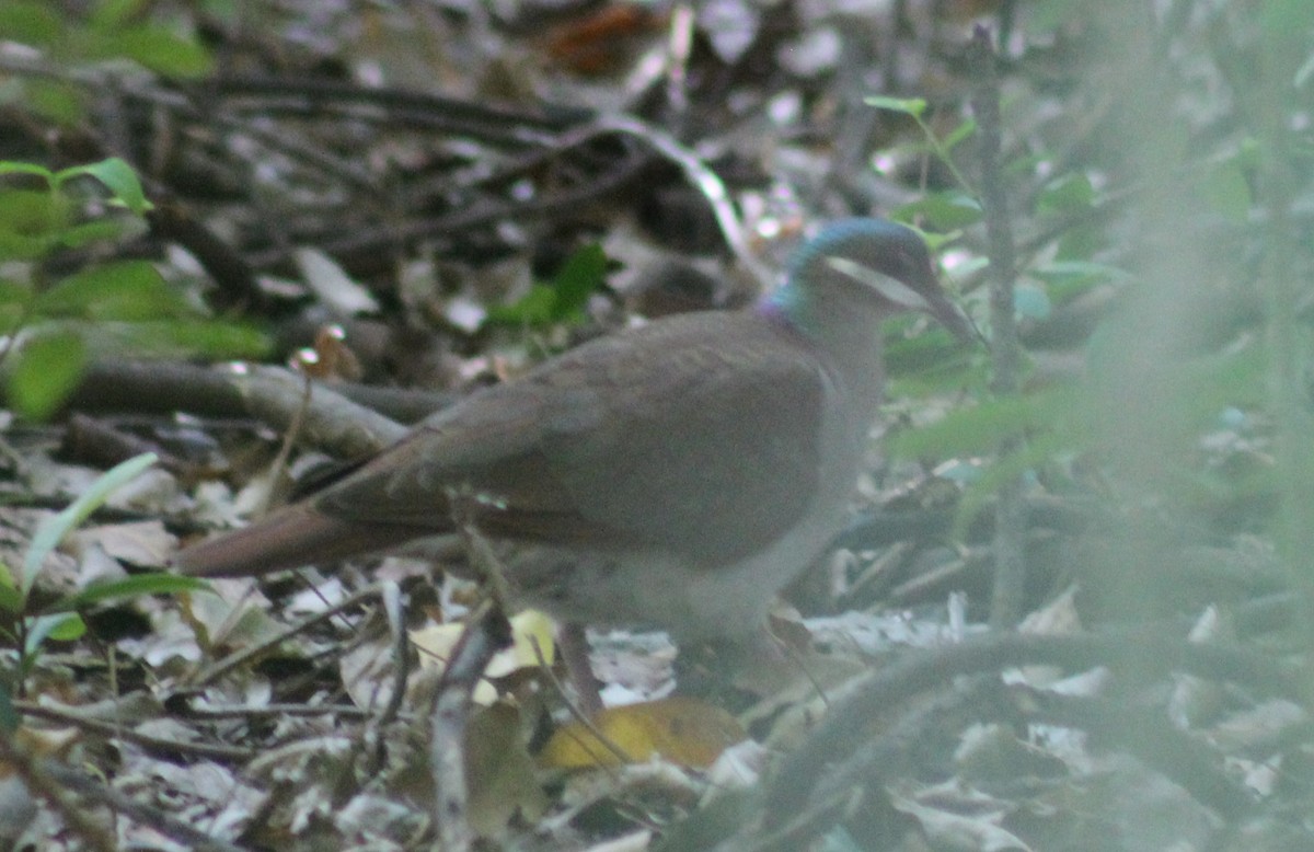 Key West Quail-Dove - ML256107891