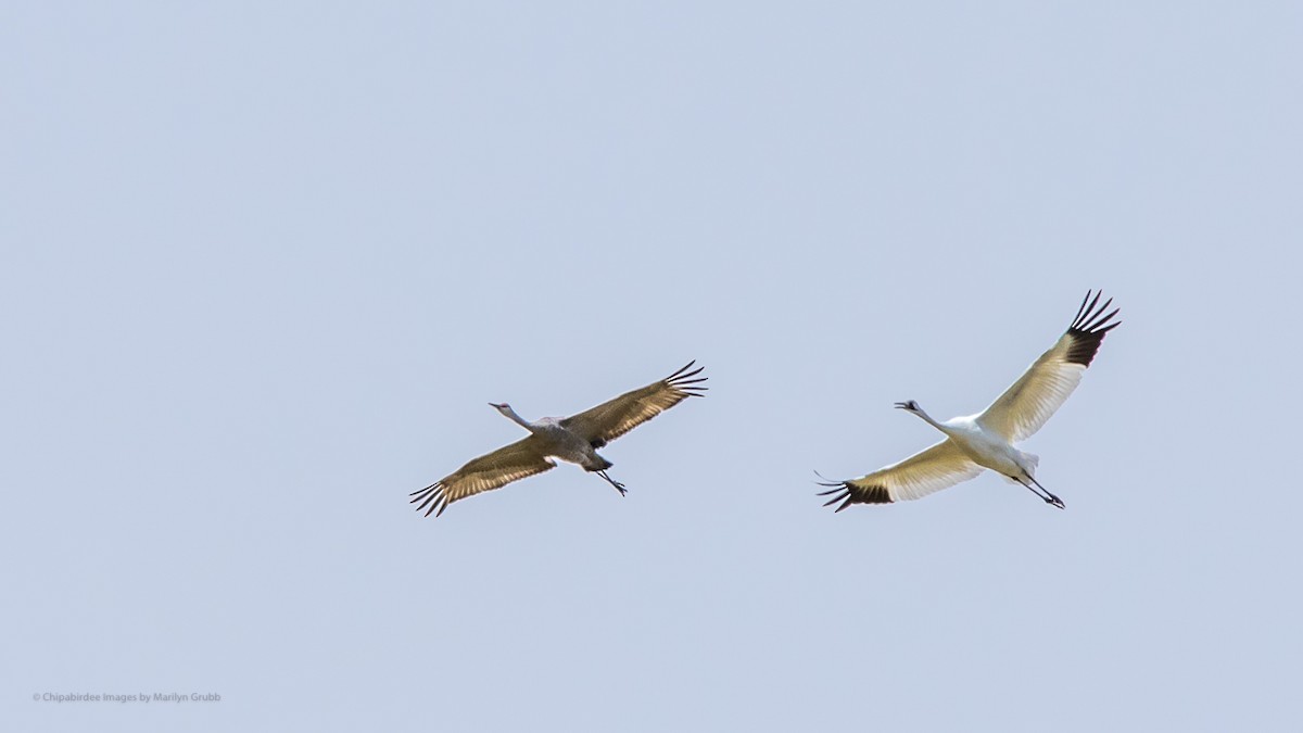 Whooping Crane - ML256108361