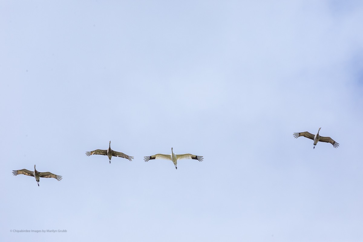 Whooping Crane - ML256108381