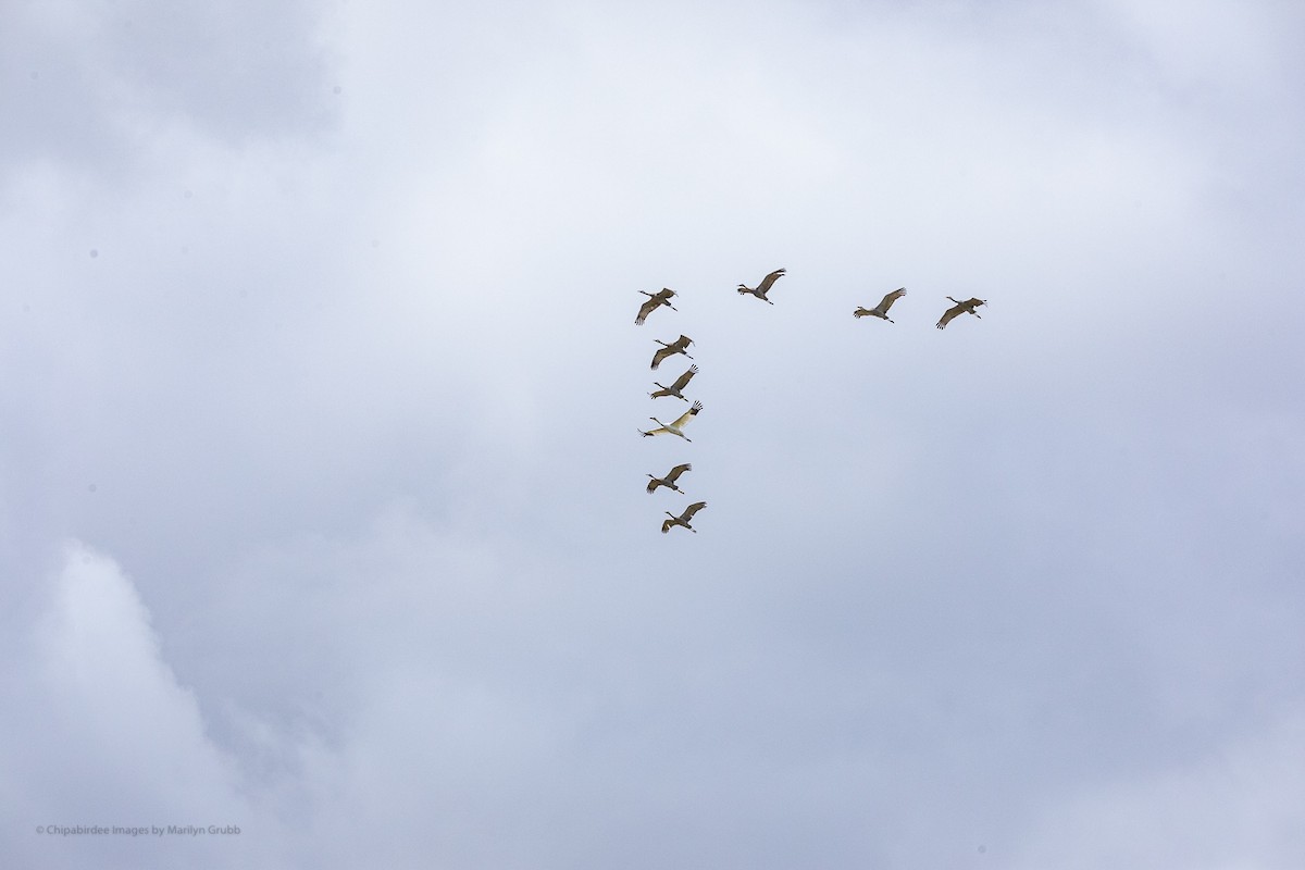 Whooping Crane - ML256108391