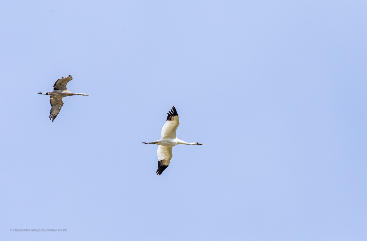 Whooping Crane - ML256108401