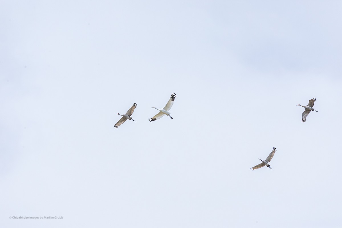Whooping Crane - ML256108411