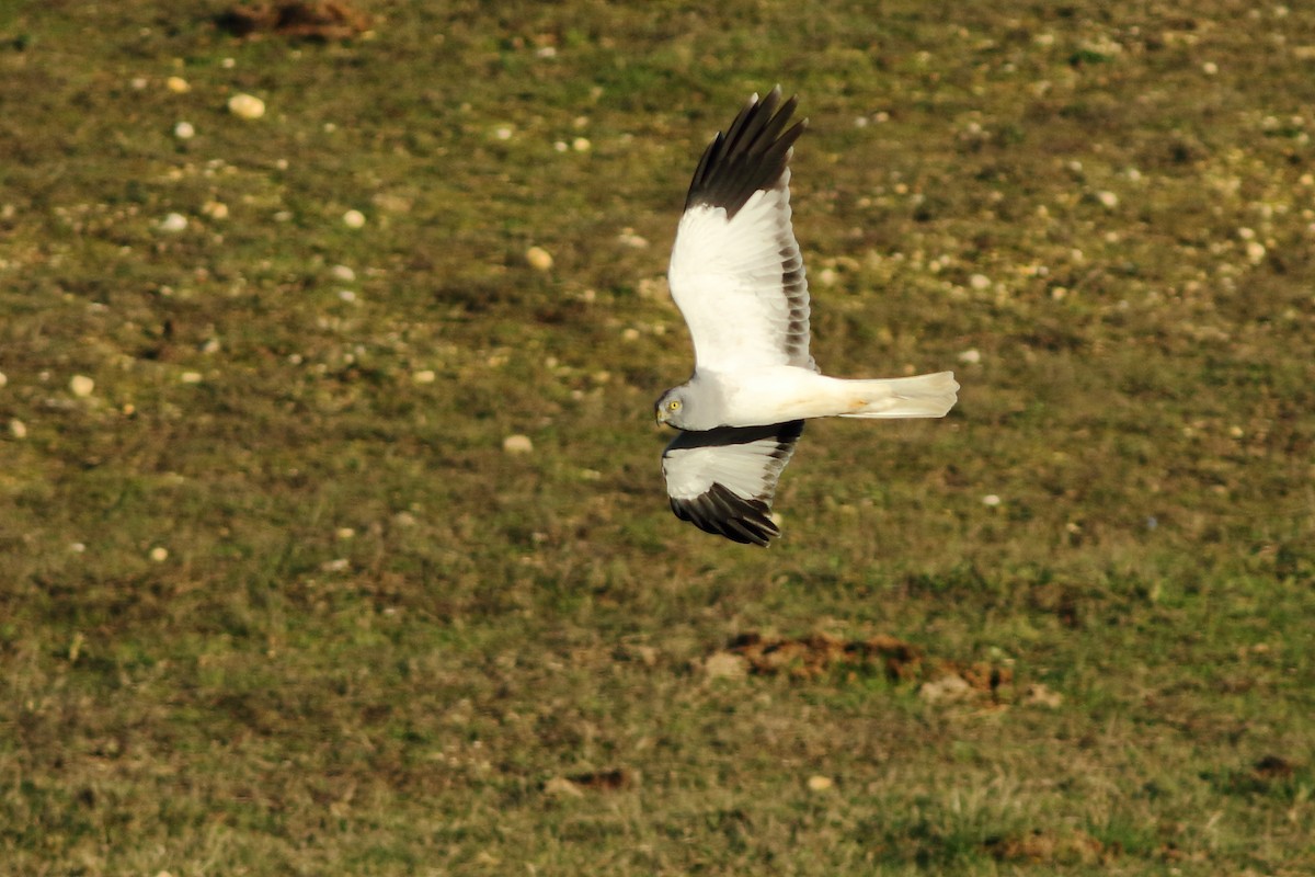 Hen Harrier - Sérgio Correia