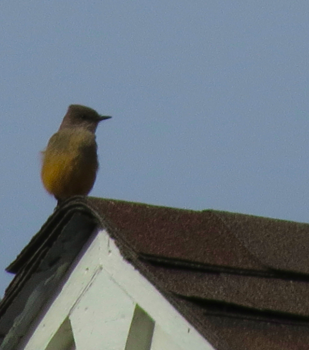 Say's Phoebe - Ted Floyd