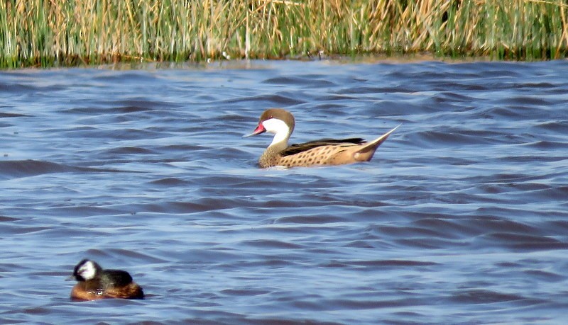 White-cheeked Pintail - ML256110691