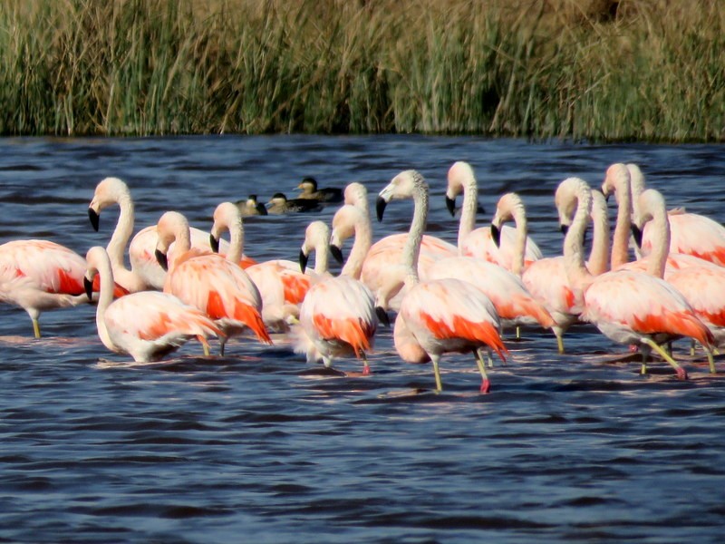 Chilean Flamingo - ML256110811