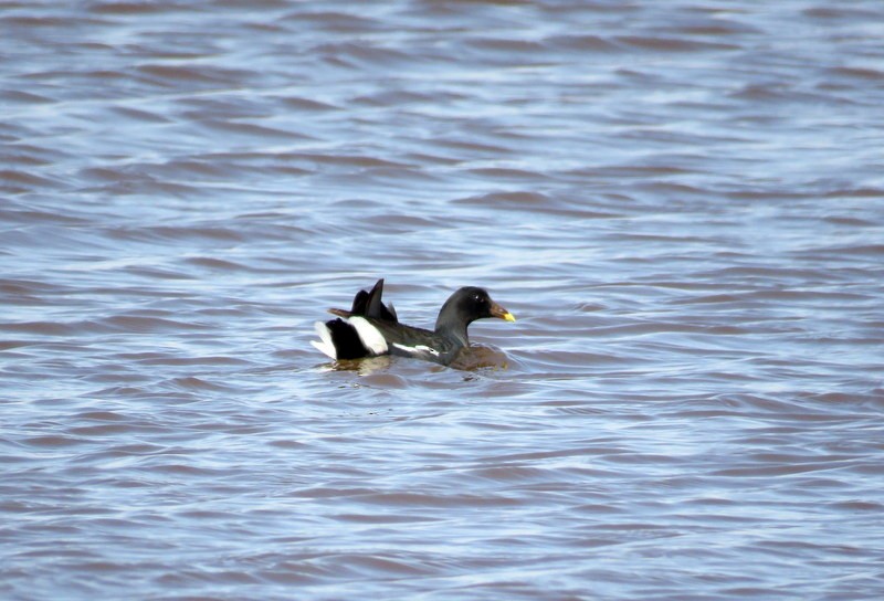 Common Gallinule - ML256110851