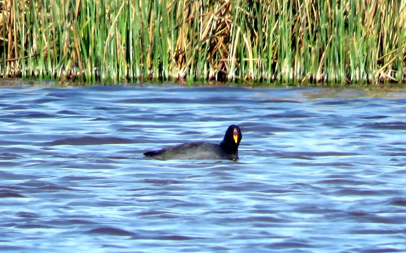Red-fronted Coot - ML256110871
