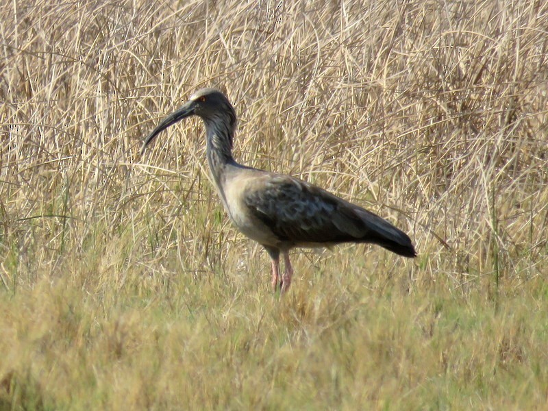 ibis běločelý - ML256110961