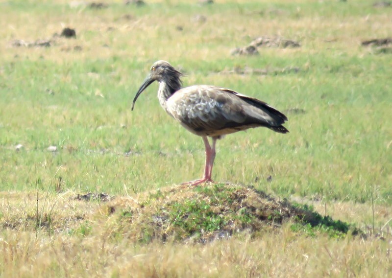 ibis běločelý - ML256110971