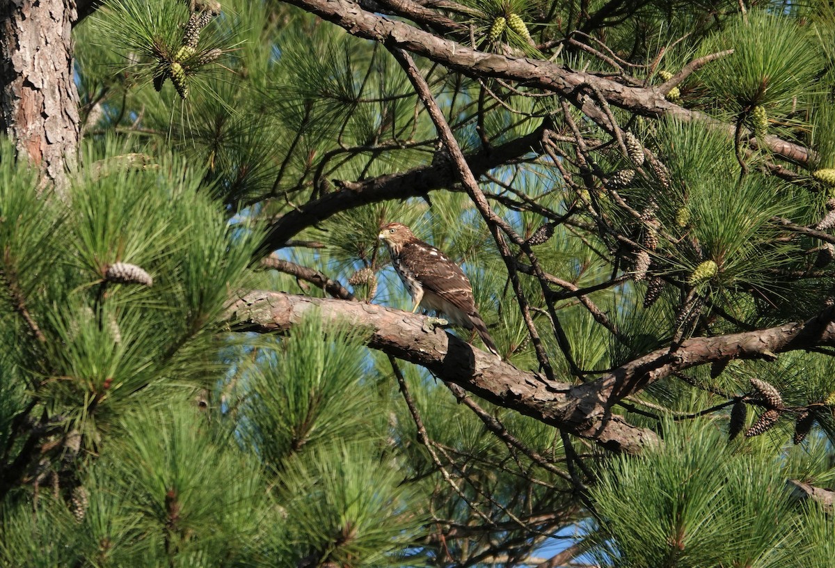 Cooper's Hawk - ML256111411