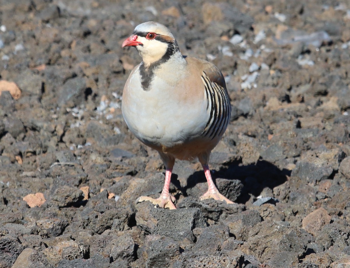 Chukar - Janet Kelly