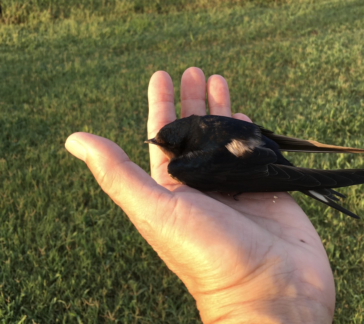 Barn Swallow - ML256114611