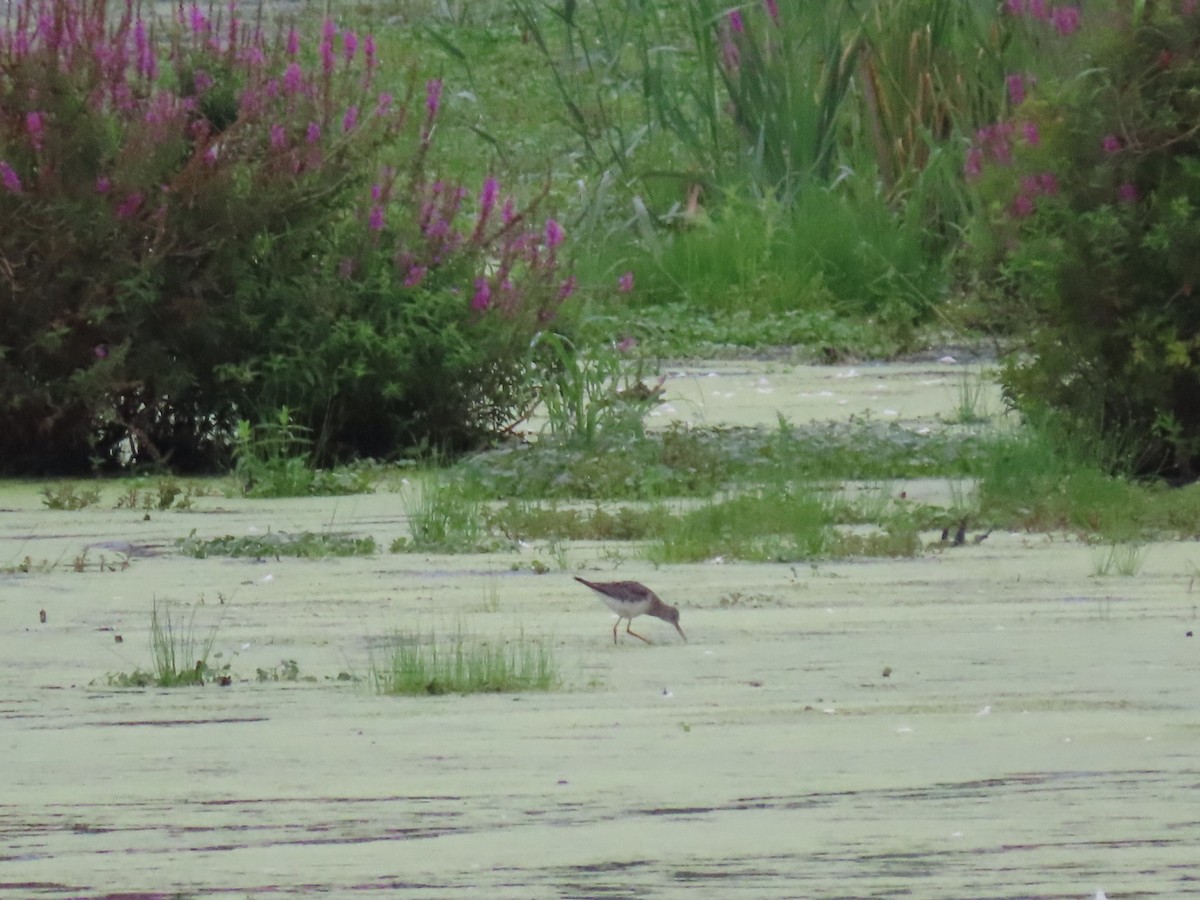 gulbeinsnipe - ML256114891