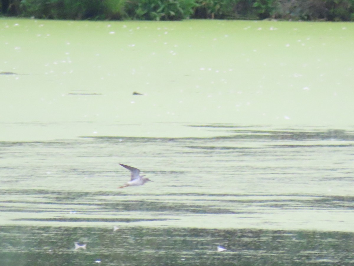 gulbeinsnipe - ML256114901