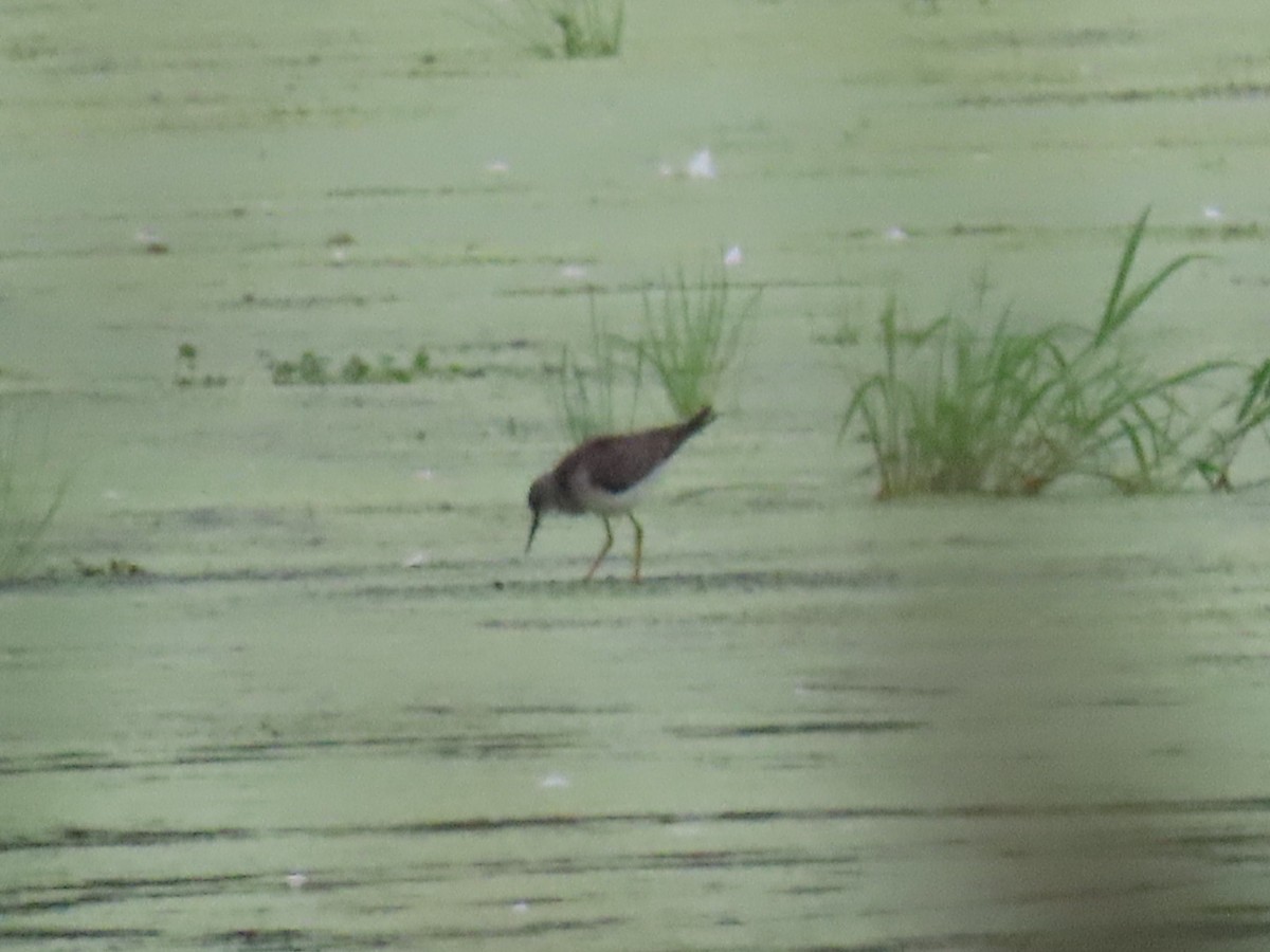 gulbeinsnipe - ML256114911