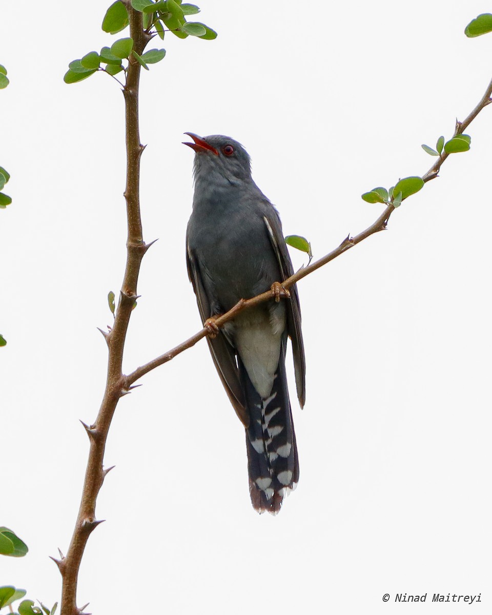 Gray-bellied Cuckoo - Ninad Vilankar
