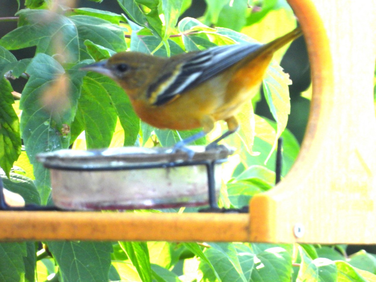 Baltimore Oriole - ML256119141