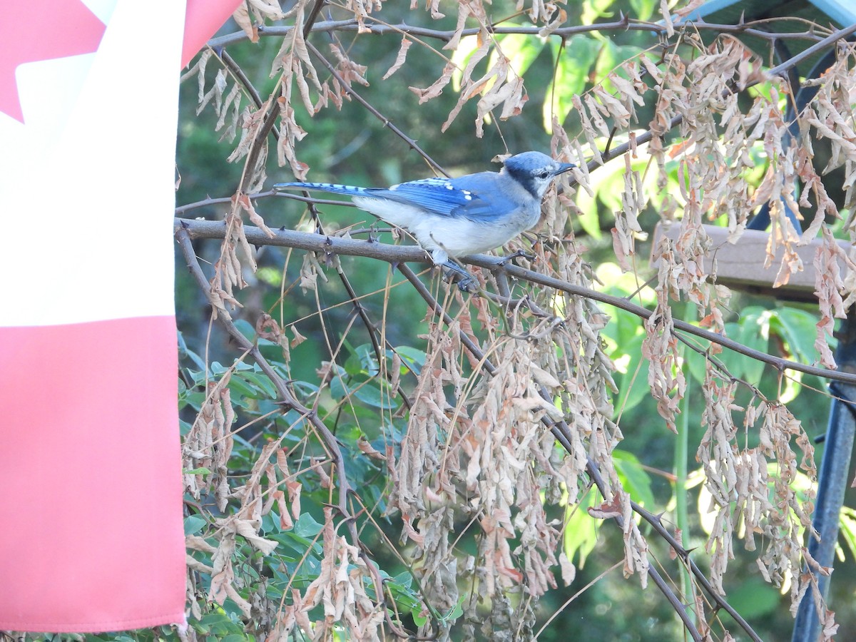 Blue Jay - ML256119341