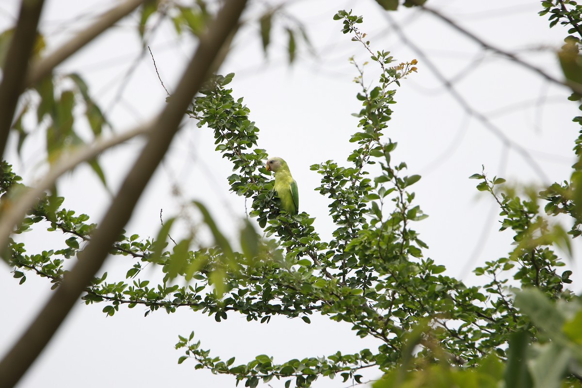 Plum-headed Parakeet - Ninad Vilankar