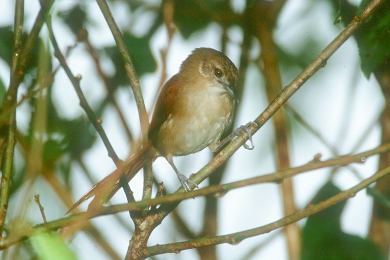 Araguaia Spinetail - ML256121951