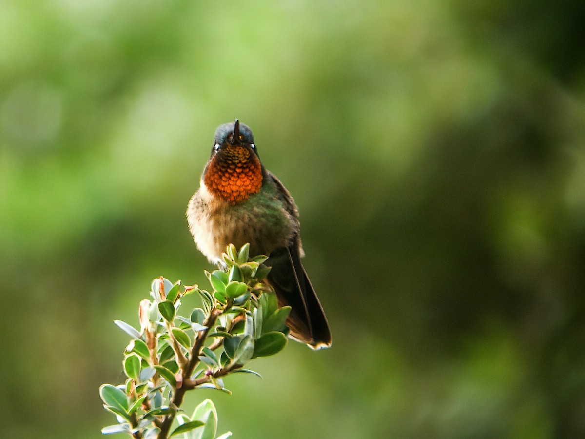 kolibřík oranžovohrdlý - ML256123051