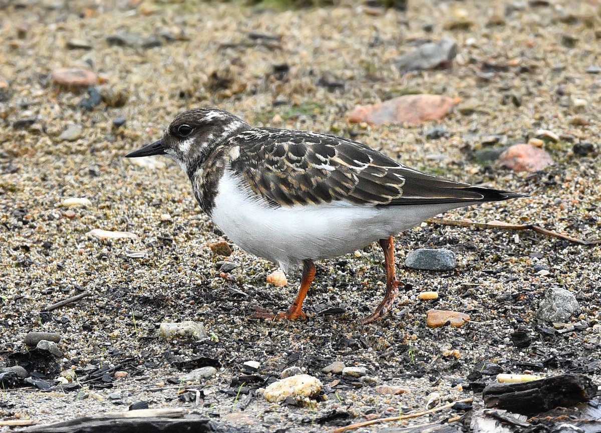 Ruddy Turnstone - ML256123151