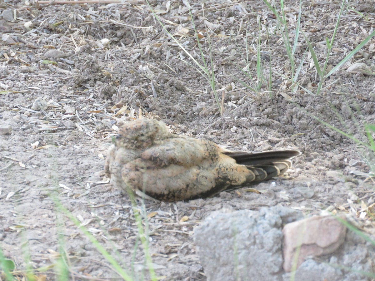 Lesser Nighthawk - ML256123311