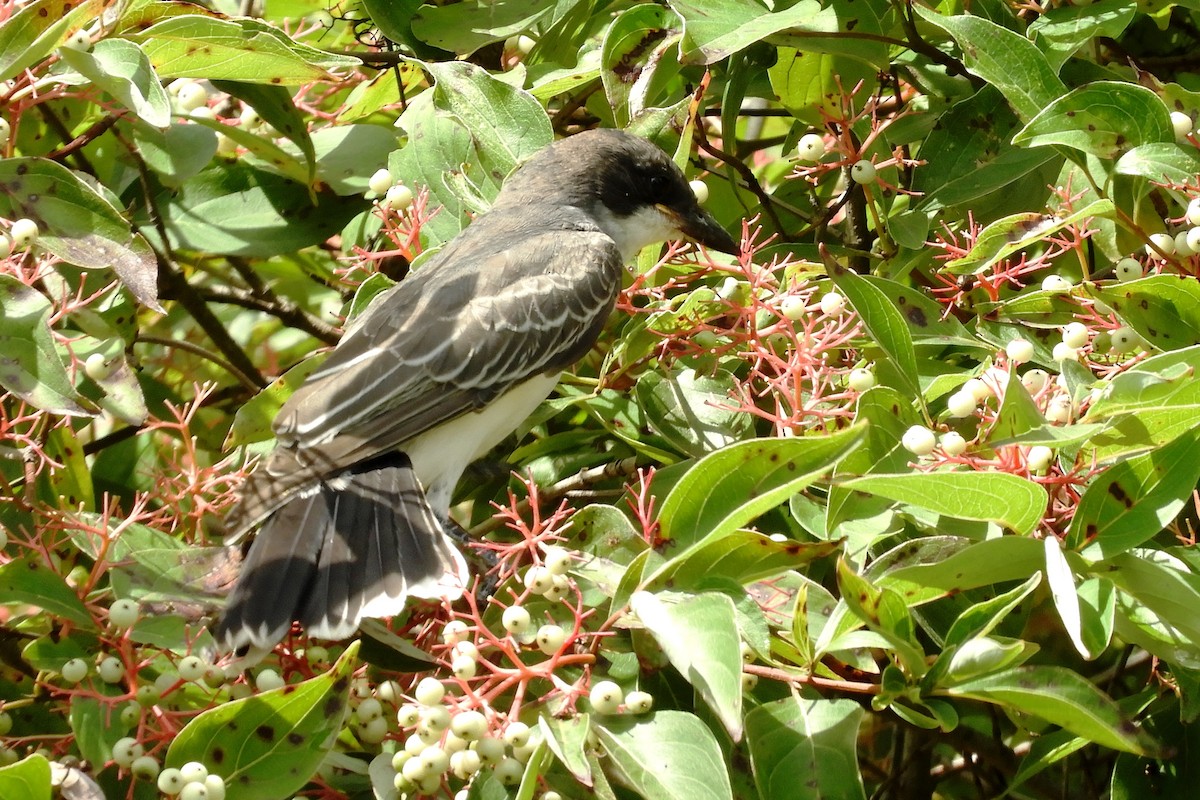 Eastern Kingbird - ML256123451