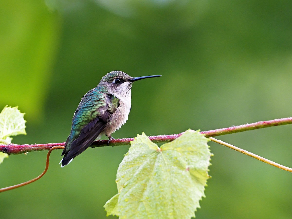 Colibrí Gorjirrubí - ML256123831